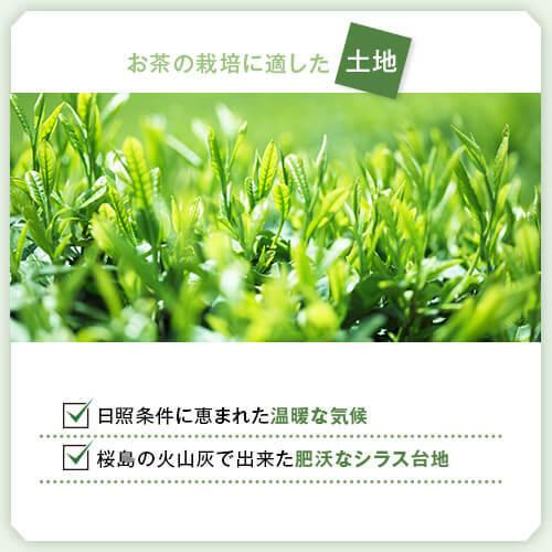 新茶 入荷 送料込 2024年産 鹿児島産 新茶 高級煎茶 100g 鹿児島 鹿児島新茶 お茶 茶 日本茶 お土産 ギフト 母の日 父の日 若葉 新芽 新緑 旬の香り 送料無料｜ocha-no-budouen｜03