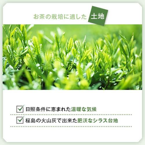 お茶 茶 知覧茶 ちらん茶 送料無料 お茶のぶどう園 知覧茶緑 100g × 3本 セット 知覧 日本茶 鹿児島茶 煎茶 緑茶 茶葉 リーフ ギフト プレゼント 贈り物 お歳暮｜ocha-no-budouen｜07