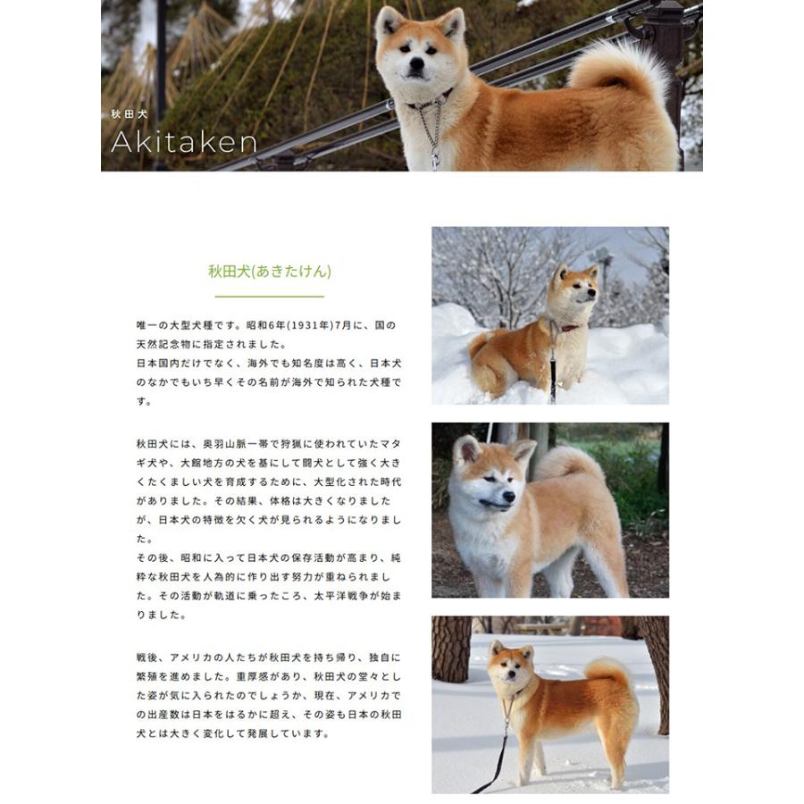 即日出荷】益社団法人秋田犬保存会 秋田犬 マサル ぬいぐるみ 特大