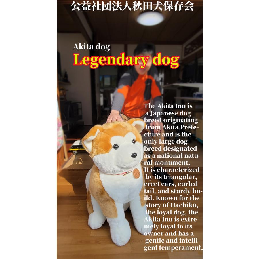 即日出荷】益社団法人秋田犬保存会 秋田犬 マサル ぬいぐるみ 特大