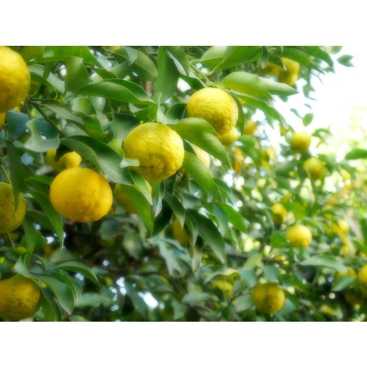 ゆず 専用　ポスターまとめ買い ゆず味噌 | 野澤作蔵商店 nozawasakuzo_shoten