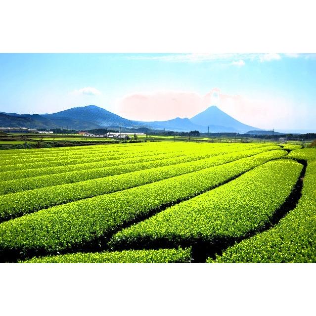 2023年産 鹿児島産 知覧茶100g２袋セット 知覧 煎茶 ギフト 日本茶 茶葉 ネコポス送料無料/｜ochanosato｜02