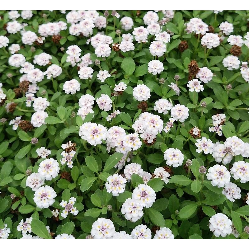 ヒメイワダレソウ(リピア)20Potセット・苗 雑草対策 白花 ヒメイワダレソウ(リピア)20Potセット・苗 雑草対策 白花