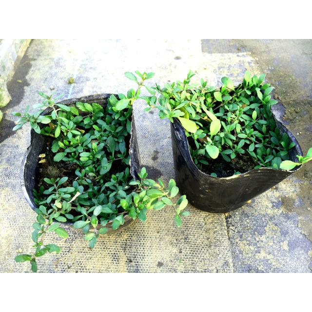 ヒメイワダレソウ(リピア)20Potセット・苗 雑草対策 白花 ヒメイワダレソウ(リピア)20Potセット・苗 雑草対策 白花