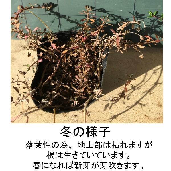 ヒメイワダレソウ(リピア)20Potセット・苗 雑草対策 白花 ヒメイワダレソウ(リピア)20Potセット・苗 雑草対策 白花