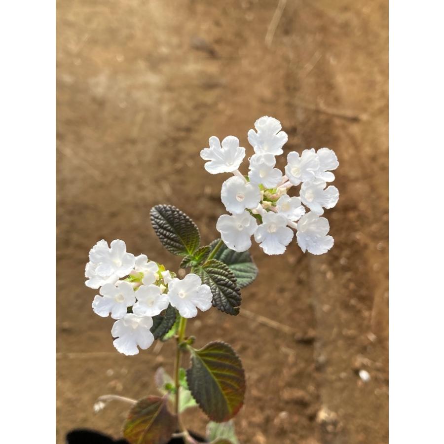 コバノランタナ（白）10Potセット・苗　花　常緑つる植物　グランドカバー　（送料無料）