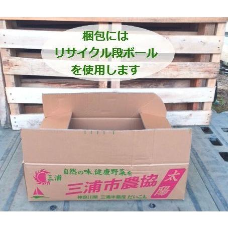 芝桜・スカーレットフレーム（赤）20Potセット　苗　花　花苗　シバザクラ　 赤　レッド　常緑　しばざくら　グランドカバー　ガーデニング　庭（送料無料） |  | 10