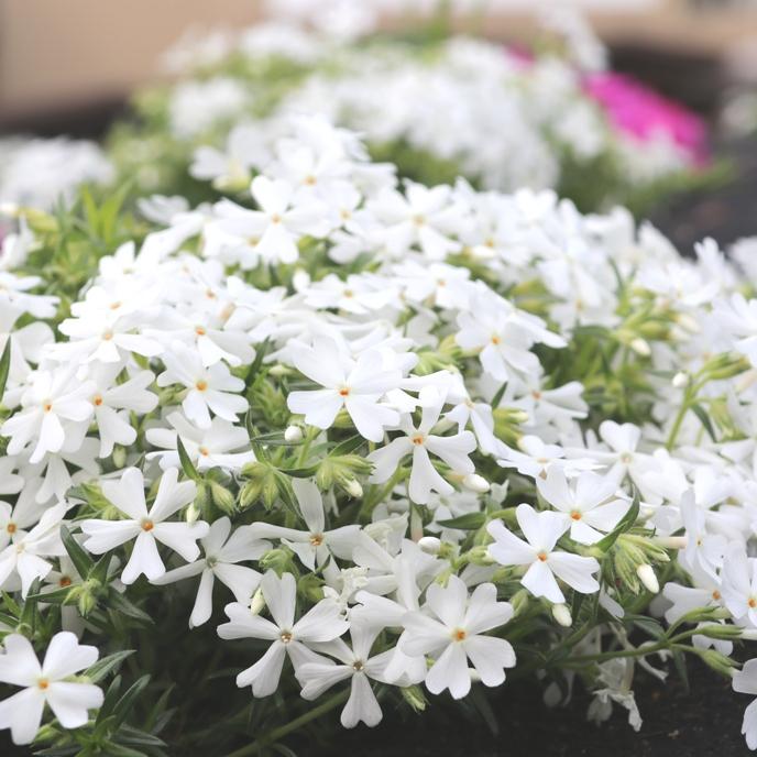 芝桜・モンブラン(白)10Potセット 苗 花 花苗 シバザクラ 白 芝桜・モンブラン(白)10Potセット 苗 花 花苗 シバザクラ 白
