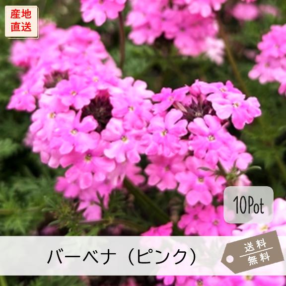 宿根バーベナ ピンク花（テネラ）10Potセット 花苗 ピンク色 グランド