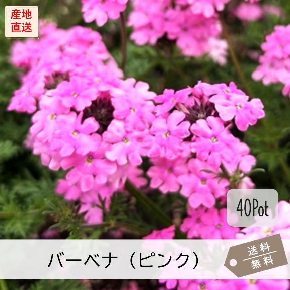 宿根バーベナ ピンク花（テネラ）40Potセット 花苗 ピンク色 グランド