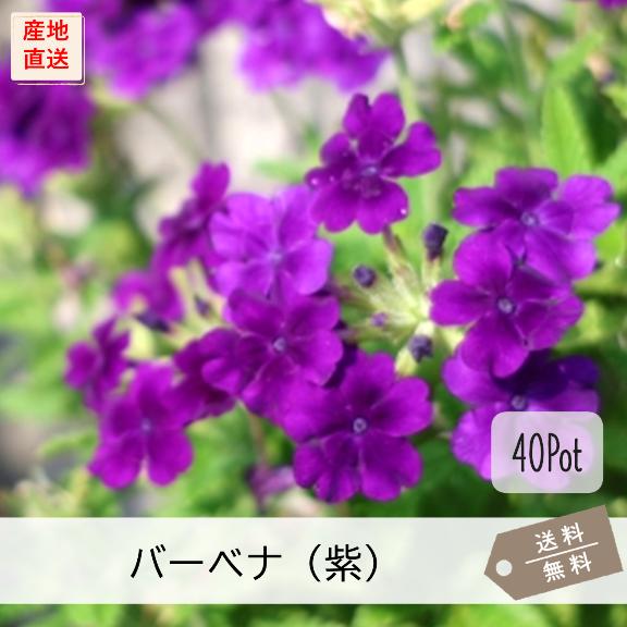 宿根バーベナ 紫花（テネラ）40Potセット 花苗 紫色 グランドカバー
