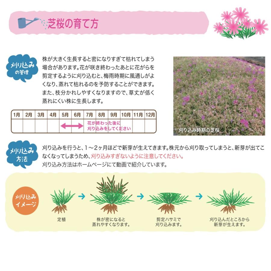 芝桜・フロックストロット(大輪桃色)20Potセット 苗 花 芝桜・フロックストロット(大輪桃色)20Potセット 苗 花
