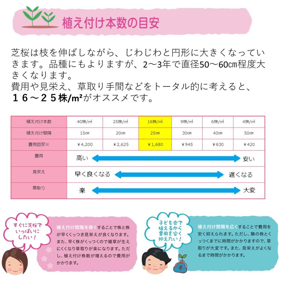 芝桜・フロックストロット(大輪桃色)20Potセット 苗 花 芝桜・フロックストロット(大輪桃色)20Potセット 苗 花