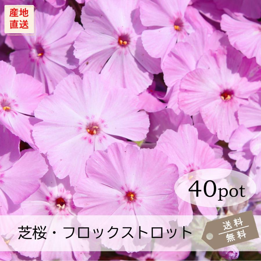 芝桜・フロックストロット(大輪桃色)40Potセット 苗 花 芝桜・フロックストロット(大輪桃色)40Potセット 苗 花
