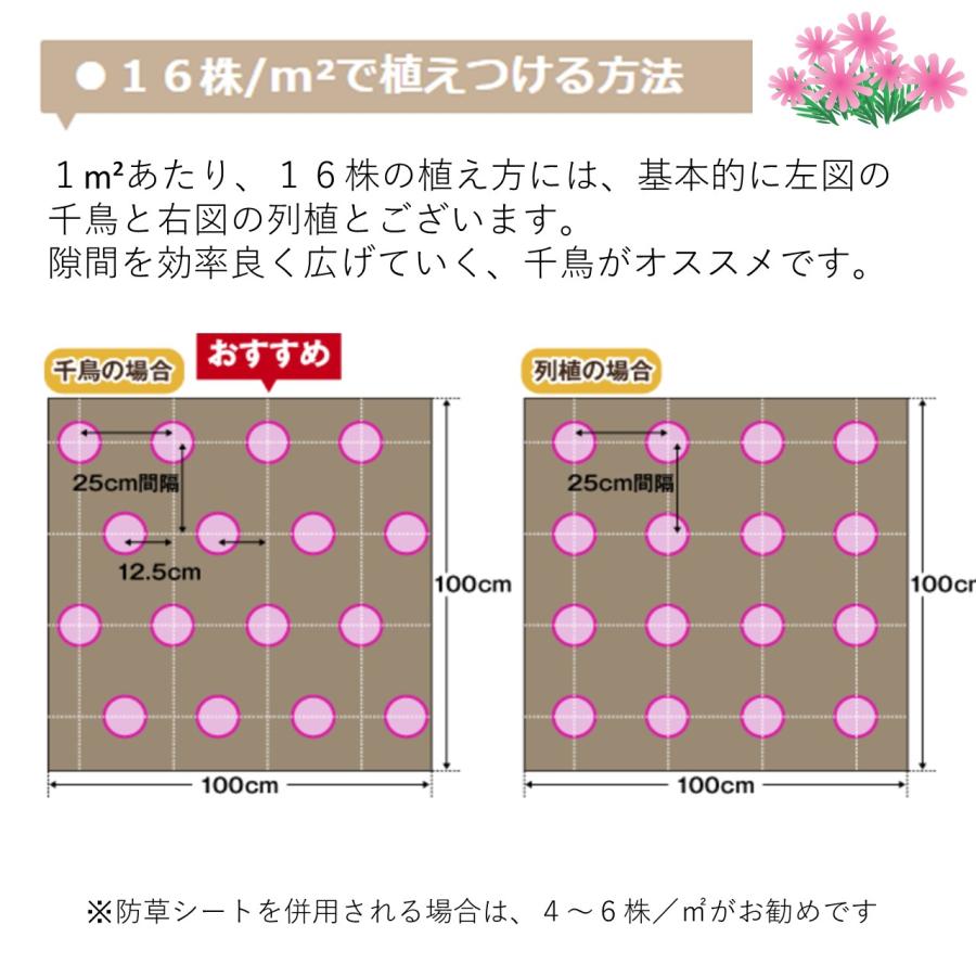 芝桜・フロックストロット(大輪桃色)40Potセット 苗 花 芝桜・フロックストロット(大輪桃色)40Potセット 苗 花