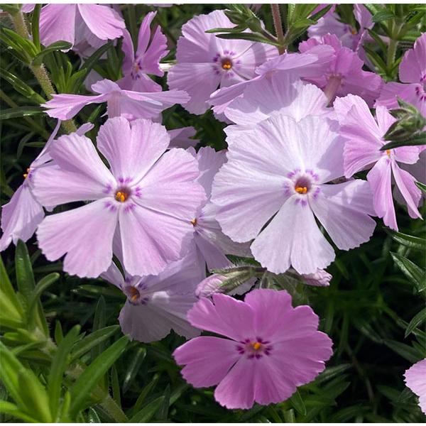 芝桜・フロックストロット(大輪桃色)40Potセット 苗 花 芝桜・フロックストロット(大輪桃色)40Potセット 苗 花