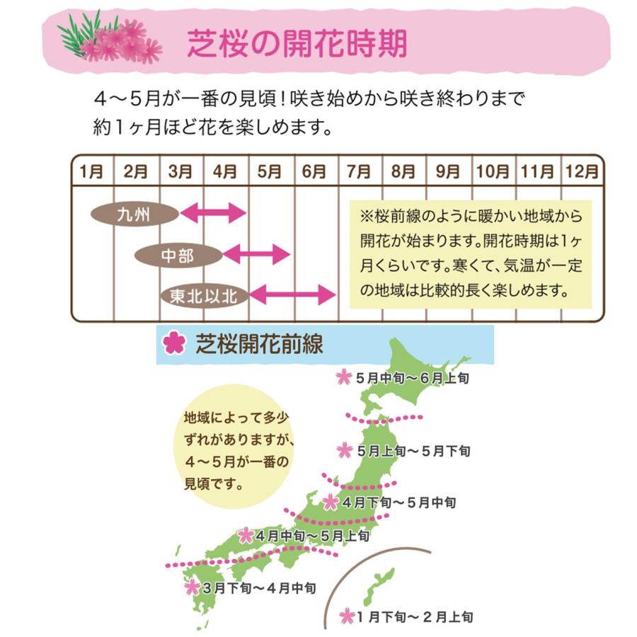 芝桜・フロックストロット(大輪桃色)80Potセット 苗 花 芝桜・フロックストロット(大輪桃色)80Potセット 苗 花