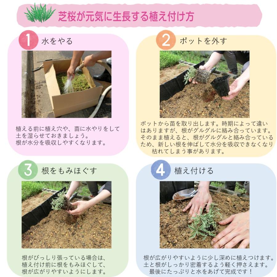 芝桜・フロックストロット(大輪桃色)80Potセット 苗 花 芝桜・フロックストロット(大輪桃色)80Potセット 苗 花