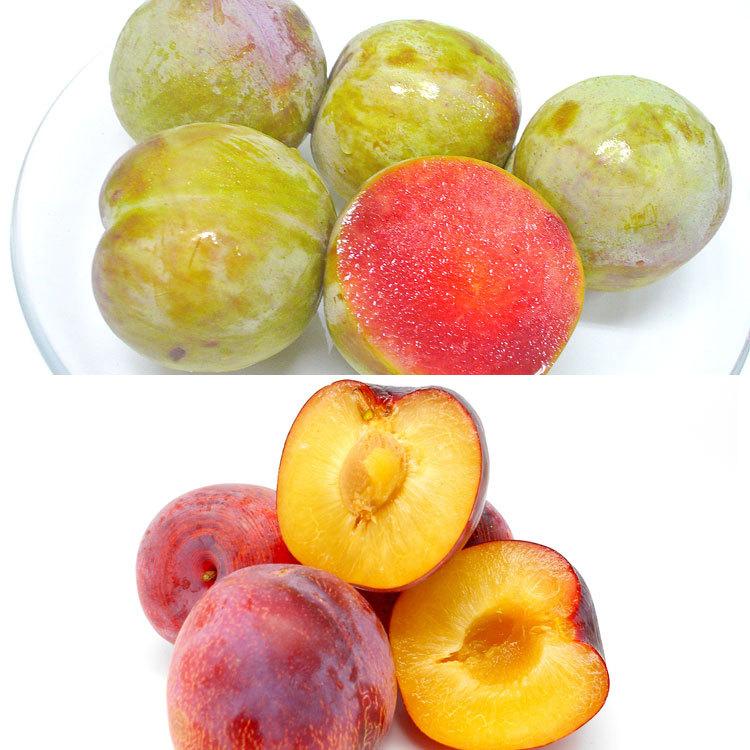 旬 フルーツ 百貨店 ソルダム 貴陽プラム Sonepoxy3d Net