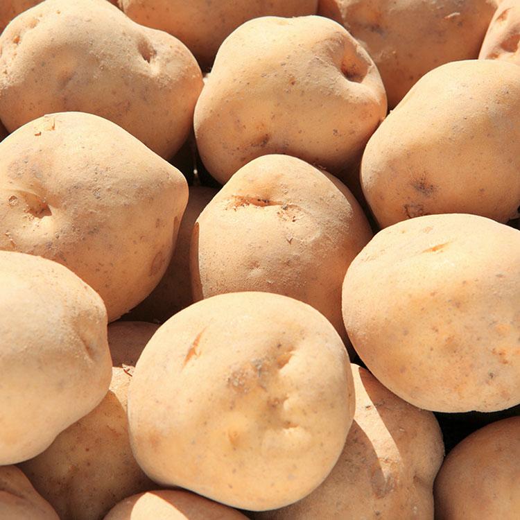 Yahoo ショッピング Paypayポイントがもらえる ネット通販