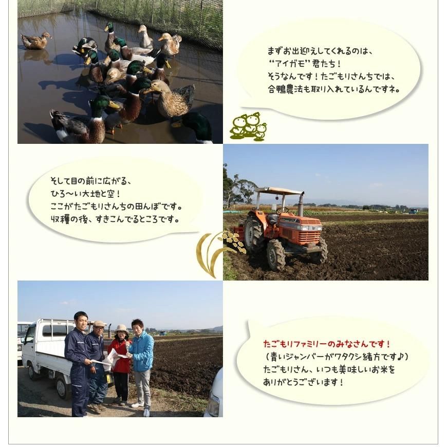 ヒノヒカリ 母の日ギフト お米 10kg ひのひかり特別栽培米 5kg×2 ヒノヒカリ 母の日ギフト お米 10kg ひのひかり特別栽培米 5kg×2