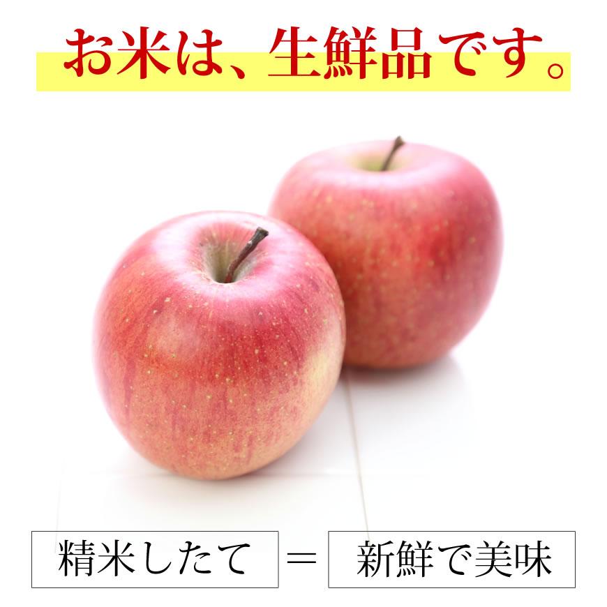 米 5kg なつほのか 5kg×1袋 令和7年産 / お取り寄せグルメ 鹿児島県 母