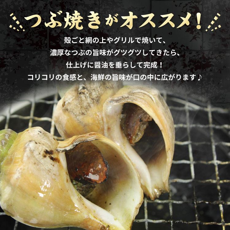「北海道産」つぶ貝 青つぶ 殻付き 1kg （下処理・下茹で済） ボイル 冷凍 ツブ 海鮮 BBQ バーベキュー 浜焼き 殻焼き 食材 送料無料（沖縄宛は別途送料を加算） |  | 05