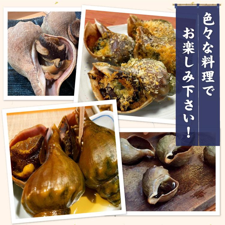 「北海道産」つぶ貝 青つぶ 殻付き 1kg （下処理・下茹で済） ボイル 冷凍 ツブ 海鮮 BBQ バーベキュー 浜焼き 殻焼き 食材 送料無料（沖縄宛は別途送料を加算） |  | 06