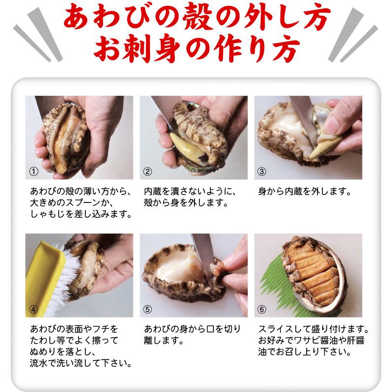 蝦夷 あわび 500g （7〜10個入）アワビ 鮑 送料無料（沖縄宛は別途送料を加算）｜oec-kanisho｜11