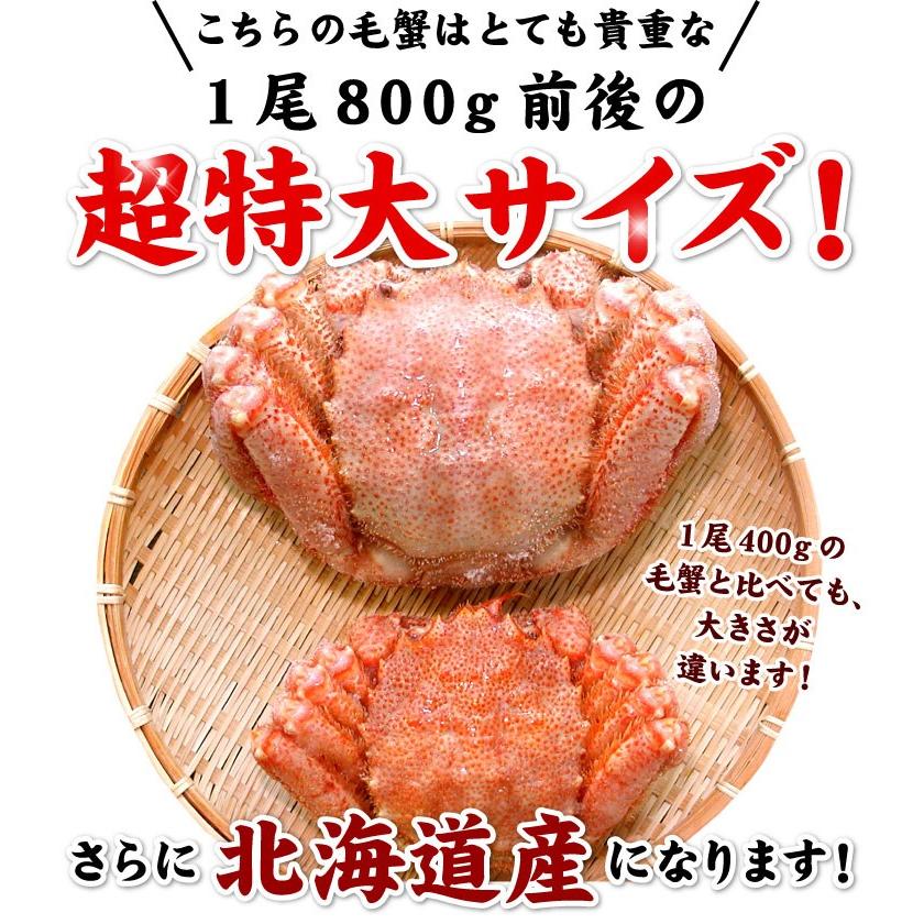 父の日 北海道産 毛ガニ 特大 １尾 約800g前後  毛蟹 毛がに かに カニ 蟹 お取り寄せグルメ 海鮮 お歳暮 お中元 送料無料（沖縄宛は別途送料を加算）｜oec-kanisho｜03