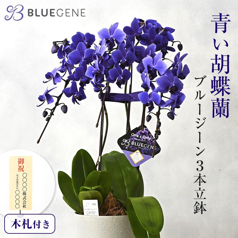 青色胡蝶蘭 ブルージーン 3本立鉢 Blue Gene 胡蝶蘭 コチョウラン