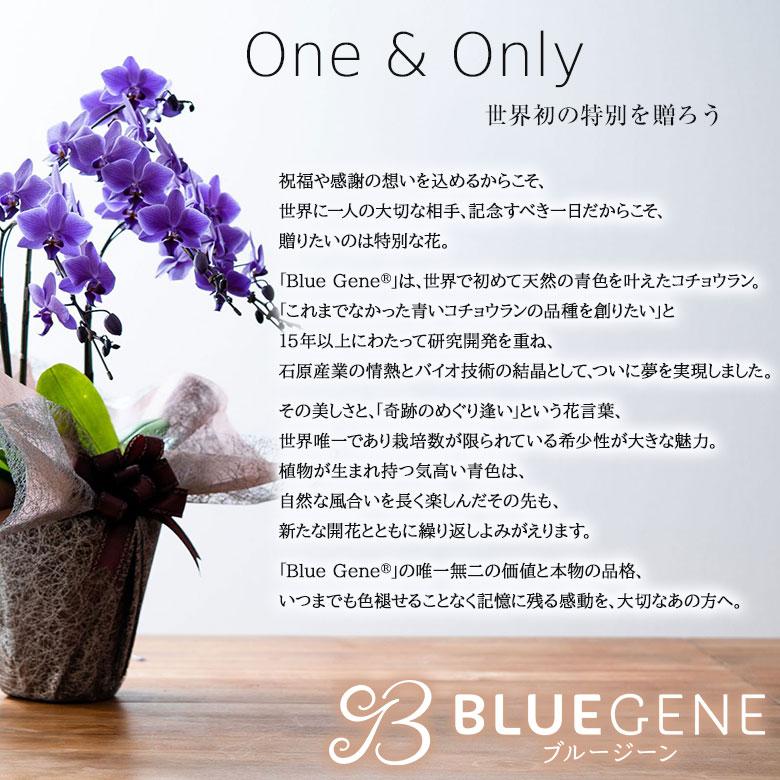 青色胡蝶蘭 ブルージーン 3本立鉢 Blue Gene 胡蝶蘭 コチョウラン