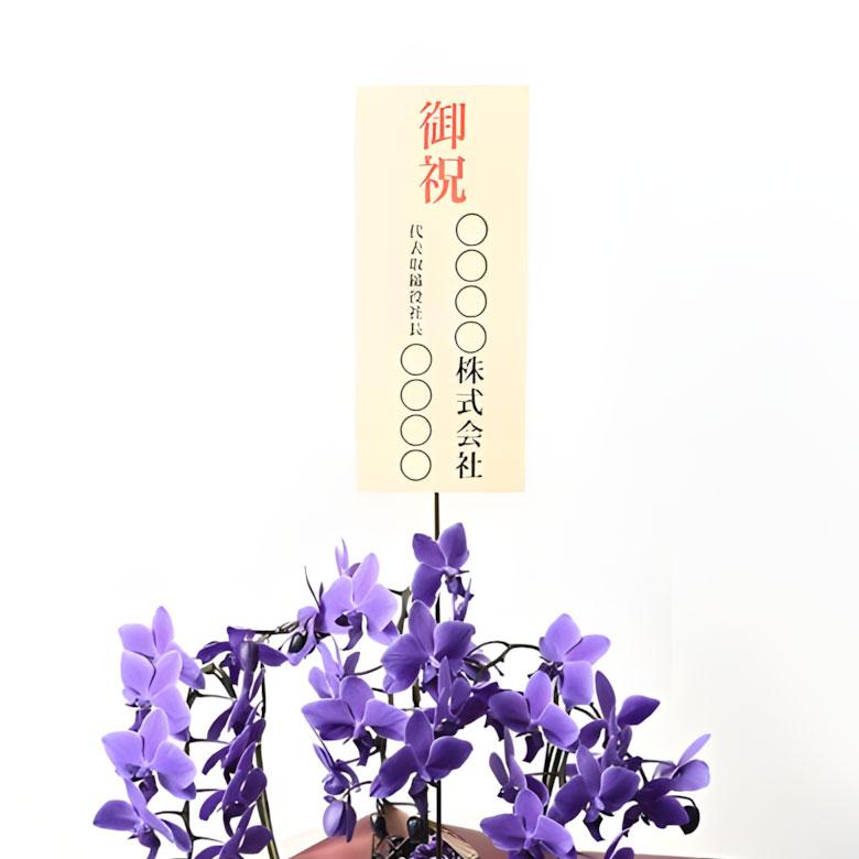 青色胡蝶蘭 ブルージーン 3本立鉢 Blue Gene 胡蝶蘭 コチョウラン