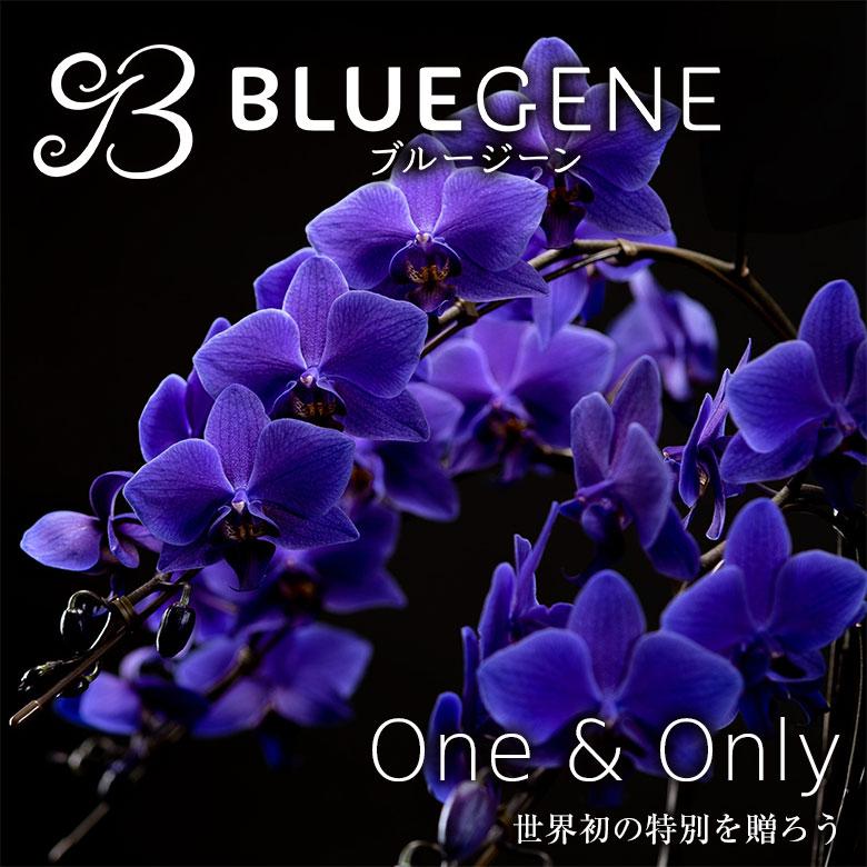 青色胡蝶蘭 ブルージーン 3本立鉢 Blue Gene 胡蝶蘭 コチョウラン