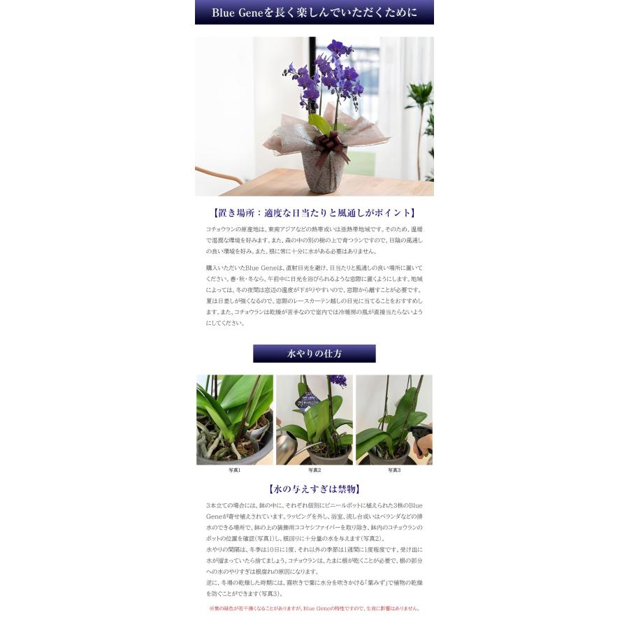 青色胡蝶蘭 ブルージーン 3本立鉢 Blue Gene 胡蝶蘭 コチョウラン ブルー 青 名入れ 木札無料 送料無料 花 お祝い 蘭 長寿 古希 喜寿 開店 開院 開業 祝 社長_8