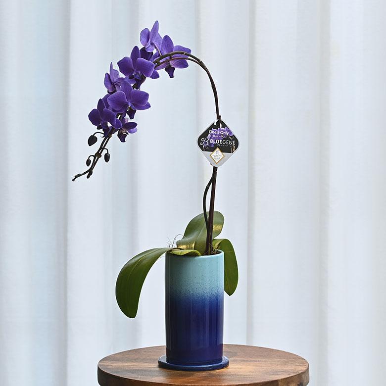 青色胡蝶蘭 ブルージーン 1本立鉢 Blue Gene 胡蝶蘭 コチョウラン