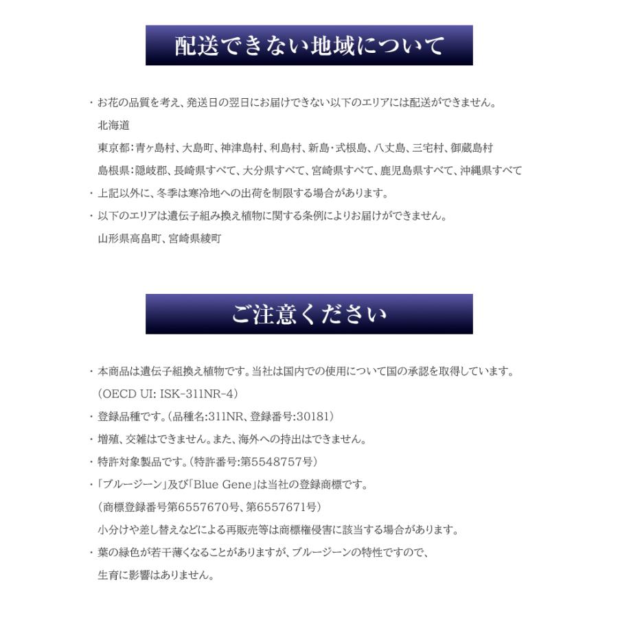 青色胡蝶蘭 ブルージーン 1本立鉢 Blue Gene 胡蝶蘭 コチョウラン ブルー 青 送料無料 花 お祝い 蘭 長寿 古希 喜寿 開店 開院 開業 祝 社長 就任 御祝 移転の画像