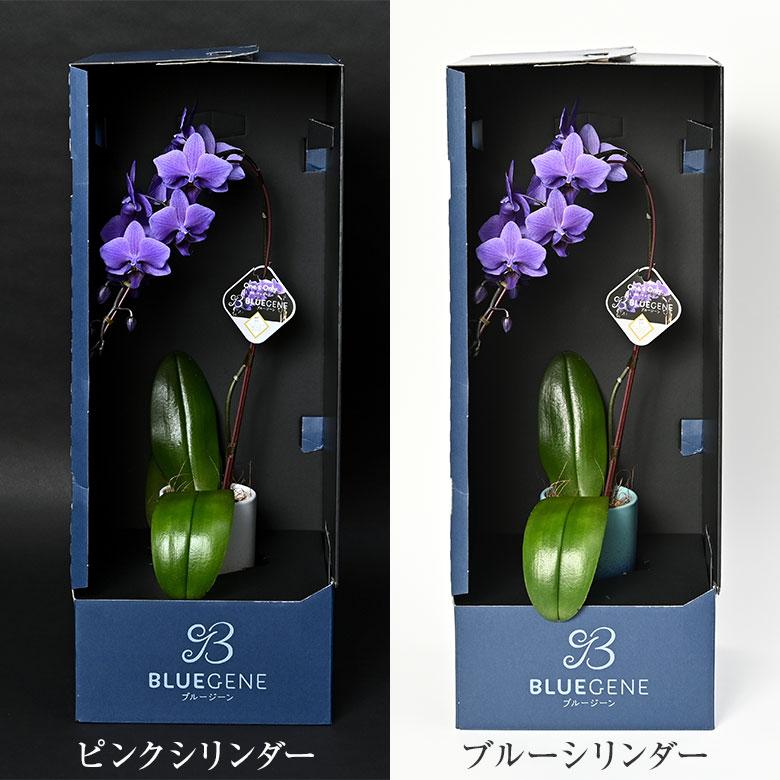 青色胡蝶蘭 ブルージーン 1本立鉢 Blue Gene 胡蝶蘭 コチョウラン ブルー 青 送料無料 花 お祝い 蘭 長寿 古希 喜寿 開店 開院 開業 祝 社長 就任 御祝 移転の画像