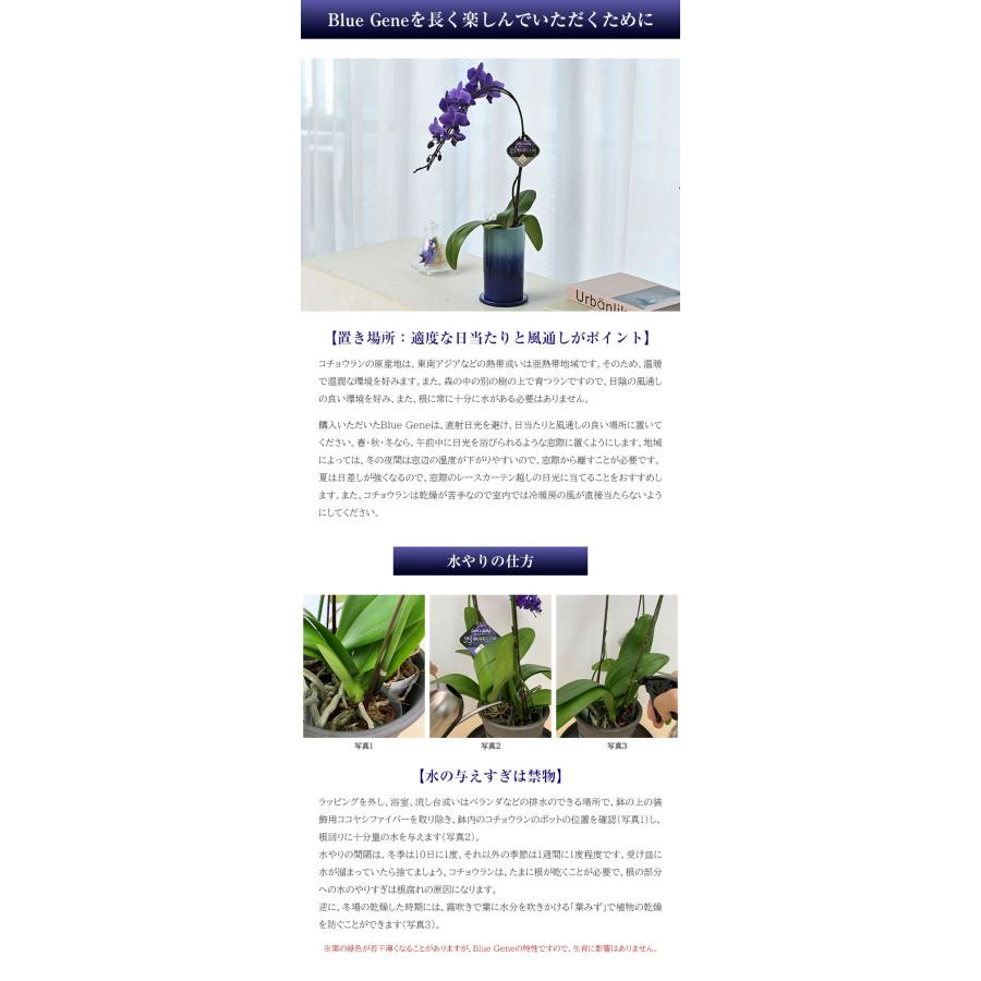青色胡蝶蘭 ブルージーン 1本立鉢 Blue Gene 胡蝶蘭 コチョウラン ブルー 青 送料無料 花 お祝い 蘭 長寿 古希 喜寿 開店 開院 開業 祝 社長 就任 御祝 移転の画像