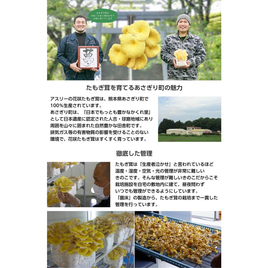 粉末　花咲たもぎ茸 エルゴチオネイン たもぎ茸 熊本県あさぎり町産 国産  タモギタケ 栄養 豊富 健康 幻のきのこ｜offer1999｜05