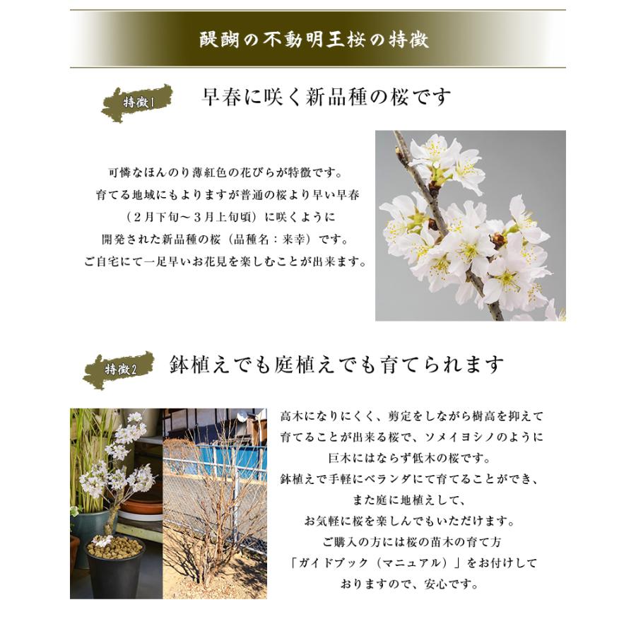 醍醐の不動明王桜 苗木 来幸 期間限定 豊臣秀吉が愛した 醍醐の花見 で有名な世界文化遺産 京都醍醐寺で平穏無事を願い祈祷済 桜の苗木 鉢植え 庭植え Sima2514 想いを繋ぐ百貨店 Tsunagu 通販 Yahoo ショッピング
