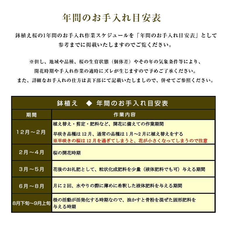 国産 新品種 桜の苗木 開花 4月中旬 下旬 今しか買えない 期間限定 成長し過ぎない桜の木 大きくなり過ぎない 育成マニュアル付 花見できない 鉢植え 全日本送料無料 Giftideasforall Com