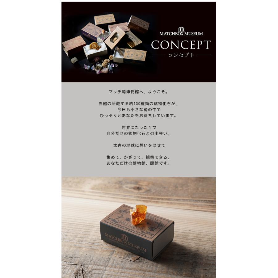 化石や鉱物が入っているマッチ箱博物館 1カートン(144個セット) 鉱物と