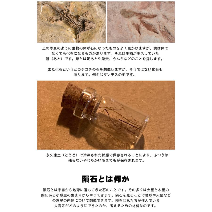 化石や鉱物が入っているマッチ箱博物館 1カートン(144個セット) 鉱物と