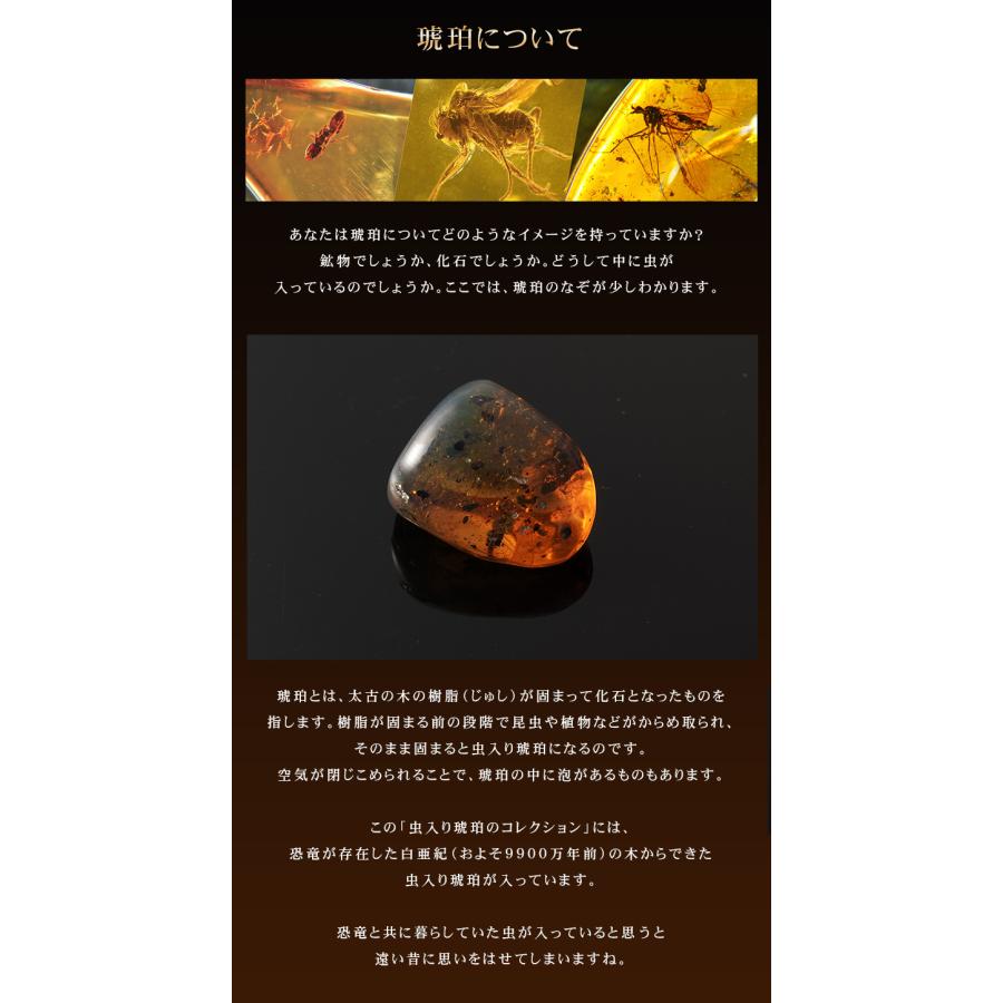 恐竜時代の昆虫 虫入り琥珀のコレクション マッチ箱博物館 科学雑貨