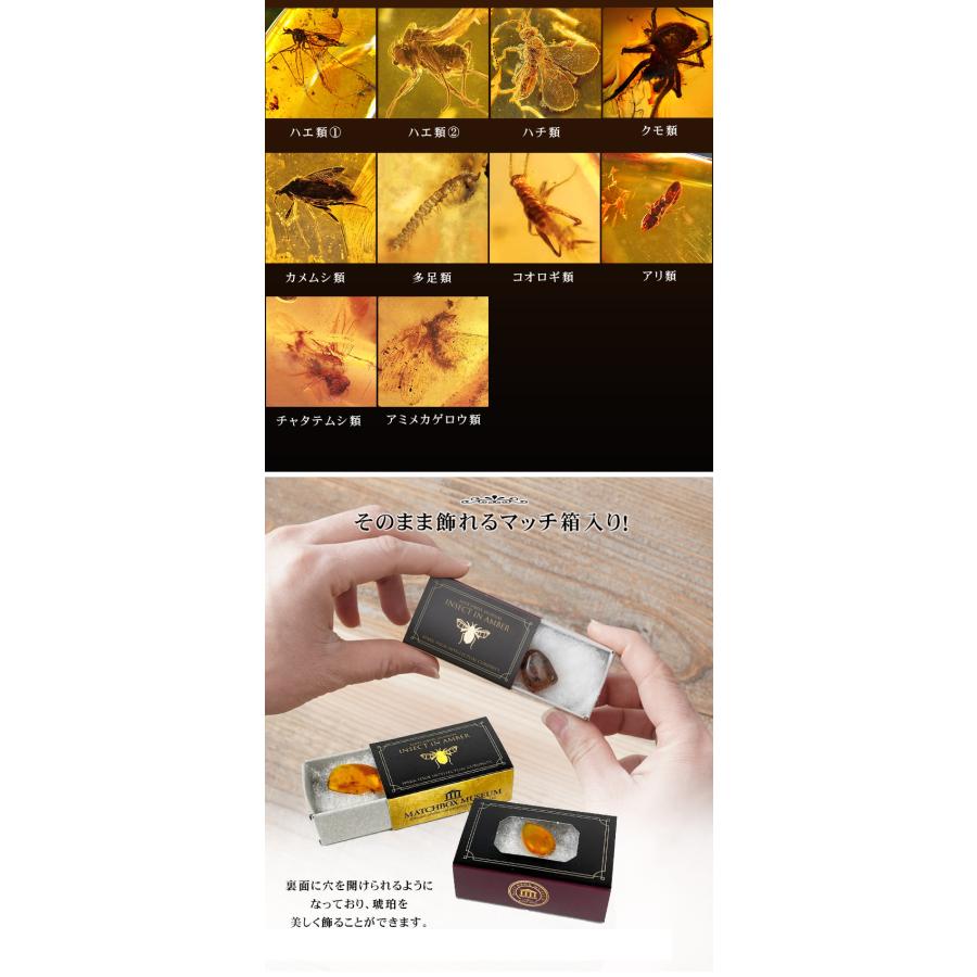 恐竜時代の昆虫 虫入り琥珀のコレクション マッチ箱博物館 科学雑貨