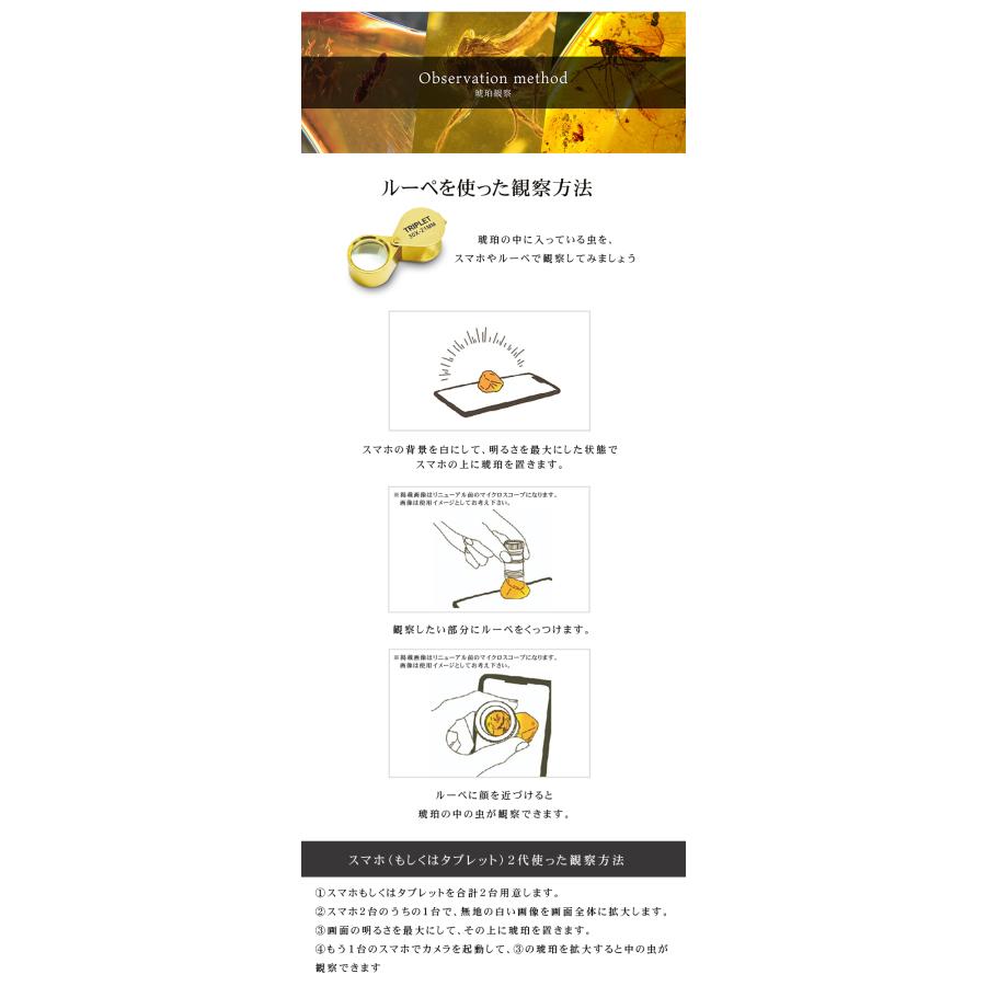 恐竜時代の昆虫 虫入り琥珀のコレクション マッチ箱博物館 科学雑貨