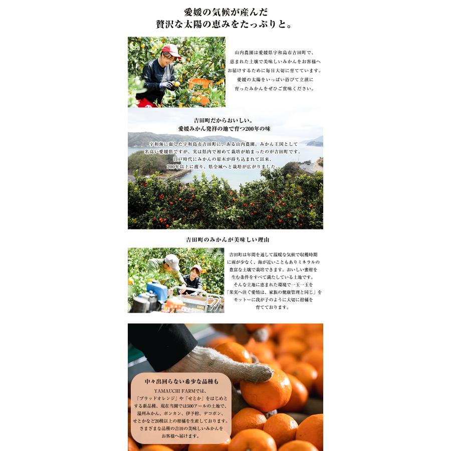 愛果28号　10ｋｇ 愛果28号 10kg A品 贈答品質 愛媛県産「あいか」愛媛果試28号 YAMAUCHI