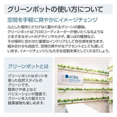 ベルク フェイクグリーン インテリアグリーン 卓上ポット 卓上間仕切りポット 観葉植物 人工 造花 GR4486 |  | 01