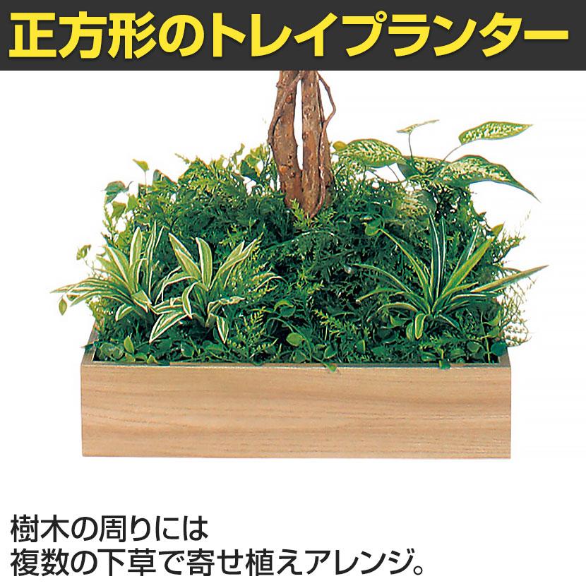 ベルク 土台プランター 450角 フィカスベンジャミン 国産 テーブル樹木 人工観葉植物 フェイクグリーン GR5121 幅800×奥行800×高さ1200mm オフィス 休憩室 |  | 06